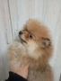 Продавам померани , снимка 1