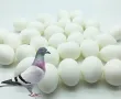 Фалшиви яйца за гълъби, снимка 1