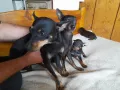 Продавам Сърнист Пинчер , снимка 7