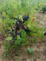 Продавам грозде зайбер, снимка 2