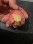 Смокиня индийска, Кактус опунция, Opuntia ficus-indica Etna, екзотични,овощни, снимка 13