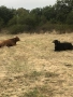 Стадо крави, снимка 12