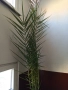 Финикова палма, снимка 2