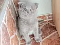 британски сиви късокосмести, снимка 4