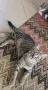 Супер гальовни котета!!!, снимка 9