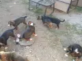 Подарявам малки кученца, снимка 12