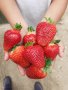 продавам расад ягоди и малини, снимка 13
