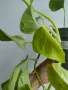 Епипремнум, Epipremnum aureum Champs-Élysées, снимка 2