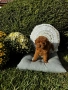 Мини пудел момче и момичета с генетични изследвания / Mini Poodles, снимка 10