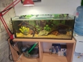 Три  Аквариума , снимка 9