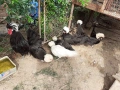 Селски кокошки, снимка 12