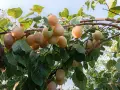 Продавам едроплодни дренки, снимка 9