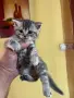 Британски късокосмести, снимка 14