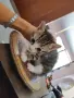Подарявам малки котенца, снимка 8