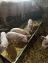 продавам домашни прасета, снимка 5