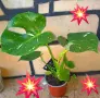 Комплект от три вида monstera, може и по отделно, снимка 8