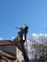 Премахване на опасни дървета, косене и почистване, снимка 4