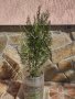 Източноевропейска оградна туя , снимка 1 - Градински цветя и растения - 21871617