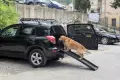 Сгъваема рампа за кучета, снимка 1