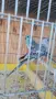 Продавам пойни папагали , снимка 4