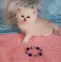 Много Красиви Бебчета.Живи  Играчки, снимка 1