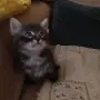 Малки котенца търсят своя дом, снимка 2