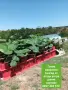 Разсад ягоди вкоренен в саксийки и табли , снимка 1