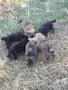 Малки овчарки от работещи родители , снимка 5