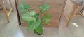 Филодендрон (Philodendron) / Сингониум (Syngonium), снимка 7