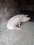 Домашно прасеее, снимка 2