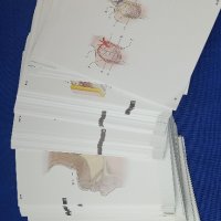 Учебни карти анатомия ANATOMI FLAS KARTLARI медицина турско издадетлство, снимка 4 - Ученически пособия, канцеларски материали - 42759044