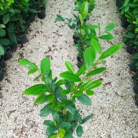 Лавровишна Новита, Prunus laur. Novita , снимка 3 - Градински цветя и растения - 40753595