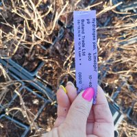 Хортензия паникулата Лаймлайт, Hydrangea Limelight за супер слънце, снимка 7 - Градински цветя и растения - 42527662