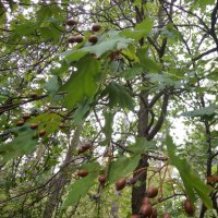 Брекина (Sorbus terminalic) плодно медоносно дърво, снимка 8 - Градински цветя и растения - 30347880