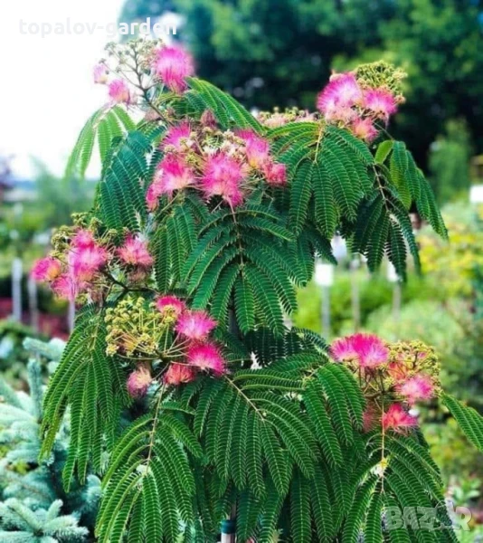 Албиция, снимка 1