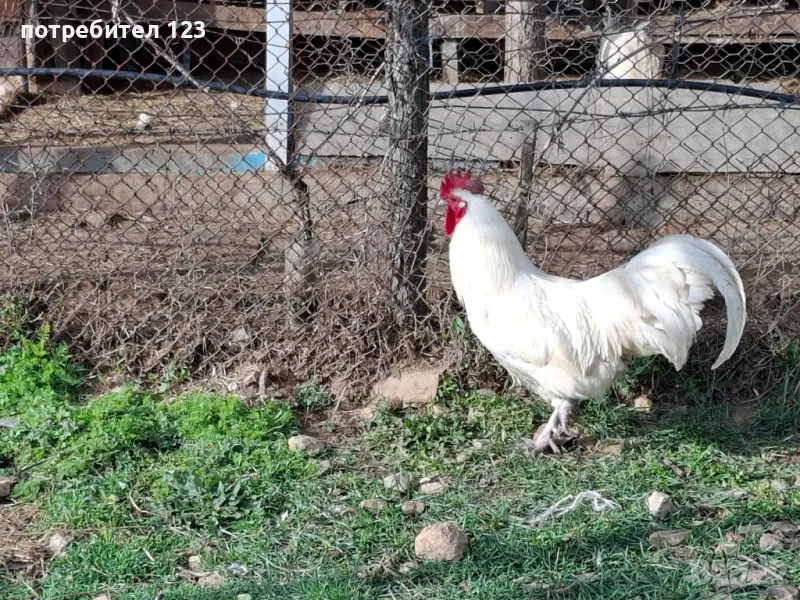 Свободни петли , снимка 1