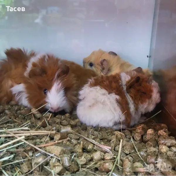 МОРСКИ СВИНЧЕТА НА 1 МЕСЕЦ, снимка 1