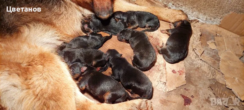 Чистокръвни Немски Овчарки, снимка 1