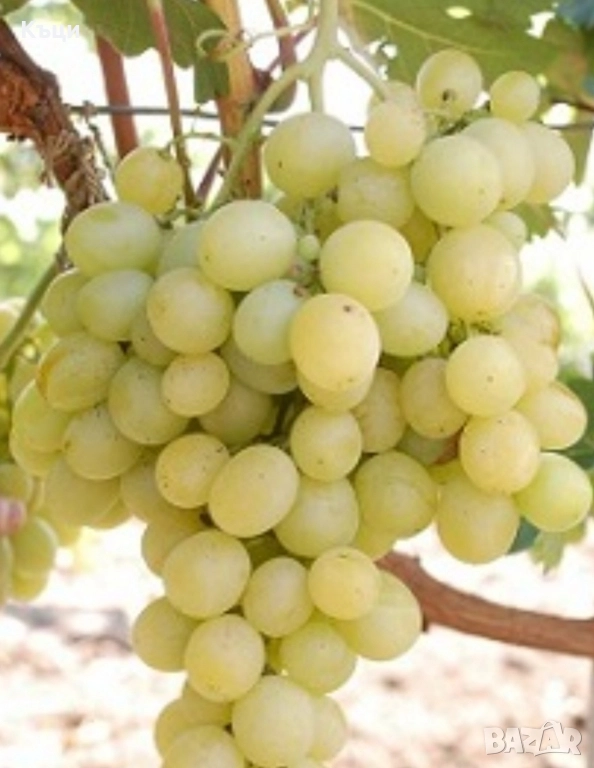 Пръчки /резници от лоза Болгар., снимка 1