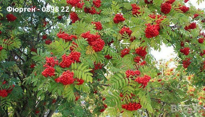 Офика - Sorbus aucuparia, снимка 1