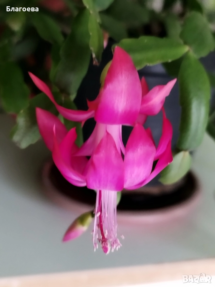 Мини Коледниче цикламено - стар сорт, снимка 1