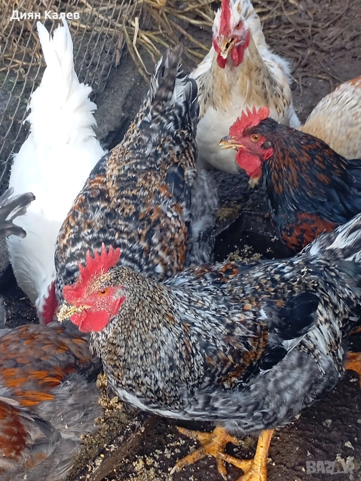 млади Петли 15 лв , снимка 1