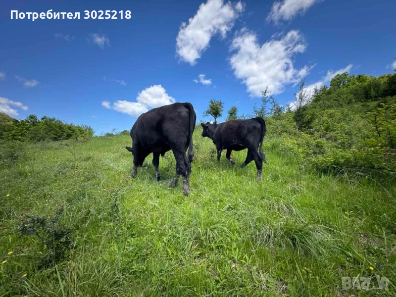 Абърдийн Ангус , снимка 1
