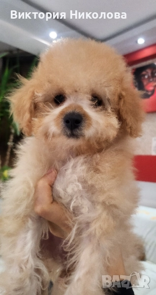 Пудел - мини , снимка 1