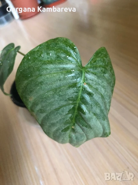 Philodendron Sodiroi , снимка 1