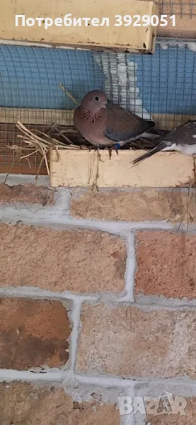 продавам сенегалска женска, снимка 1