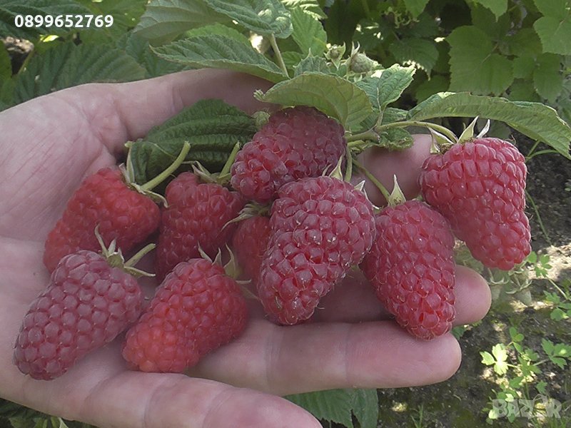 Лятна малина(Соколица) Ремонтантен, снимка 1