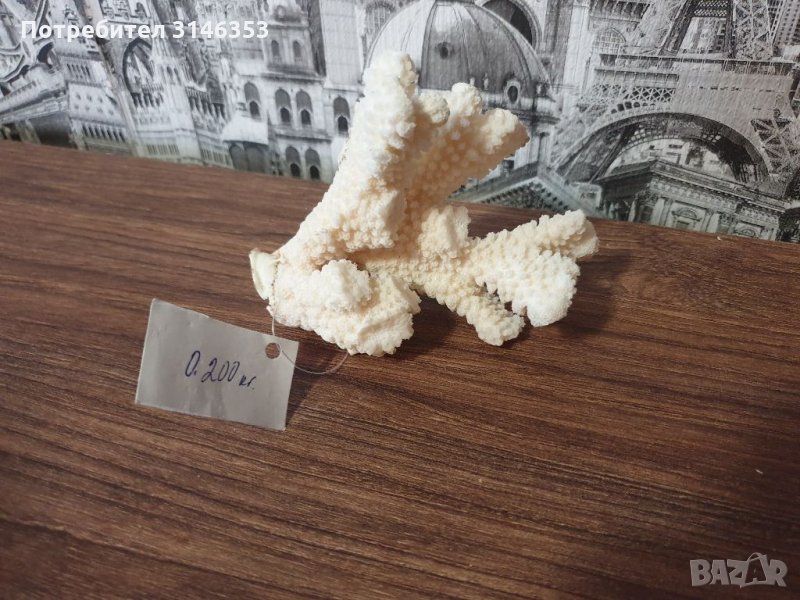 Естествен морски корал , снимка 1