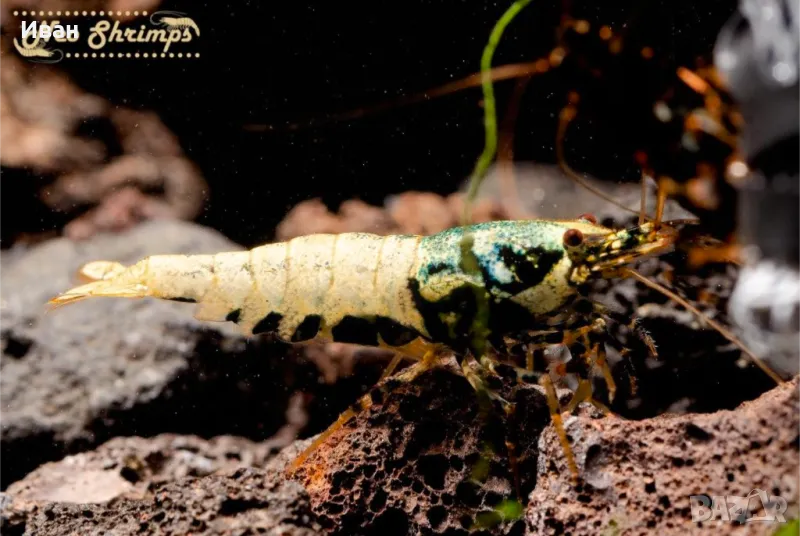 Аквариумни скариди BOA black , снимка 1