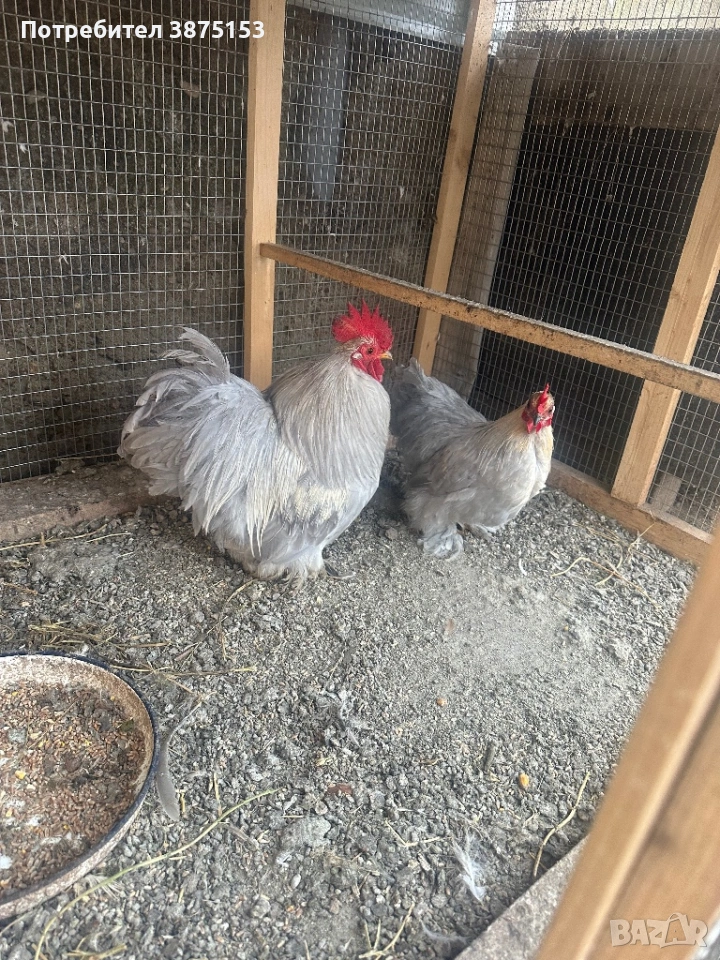 Мини Кохин , снимка 1